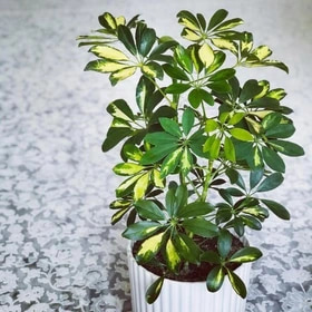 تصویر 1 از شفلرا مناسب محیط‌ های کم نور و سایه